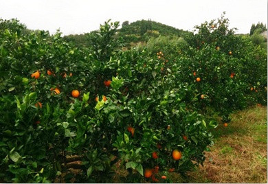 懷化星藍肥業科技有限公司,摻混肥,硝鈣基高氮肥,硝硫基高氮肥,生物酶活化磷,活化鈣鎂磷 懷化星藍肥業科技有限公司,摻混肥,硝鈣基高氮肥,硝硫基高氮肥,生物酶活化磷,活化鈣鎂磷